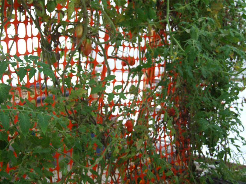 snow fence as trellise.JPG
