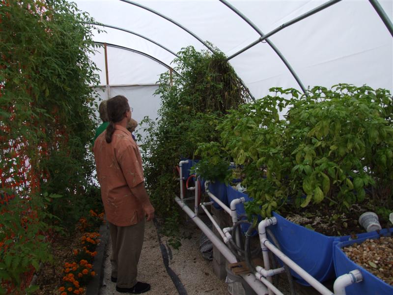 Barrel grow beds.JPG