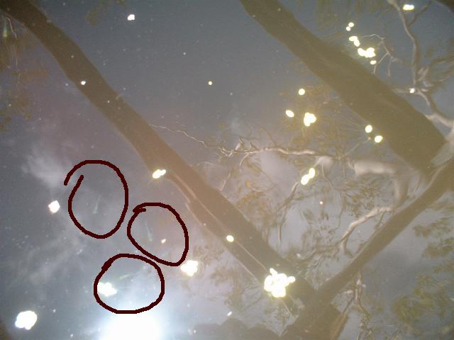 teeny fishies and duckweed.jpg