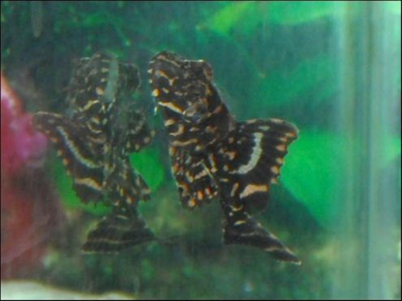 aplecew7 (Medium).jpg