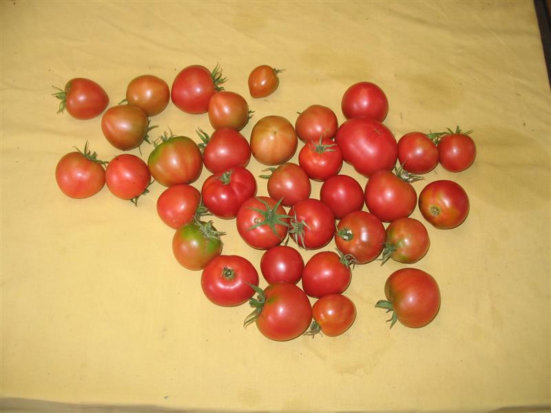 IMG_1986 (Medium).jpg