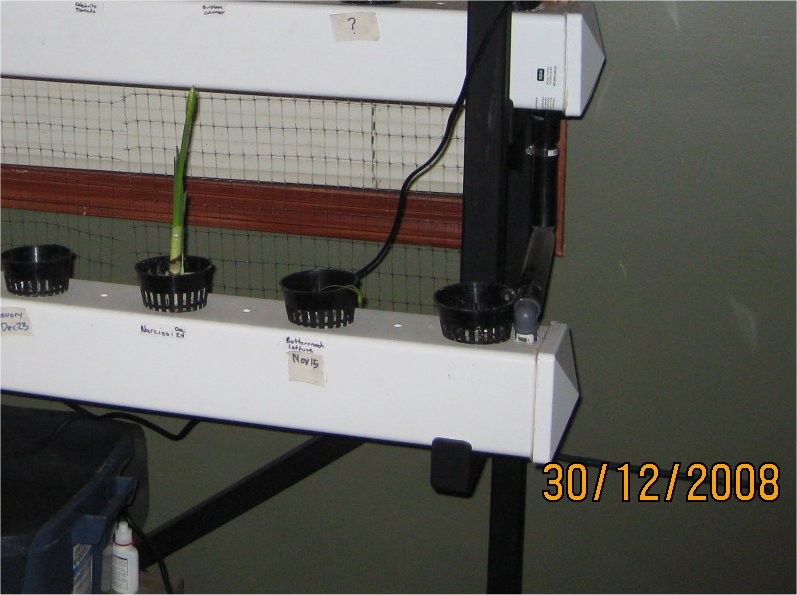 narcissus growth 3.jpg