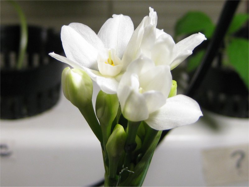 Narcissus flower.jpg