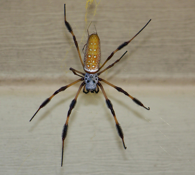spider1.jpg