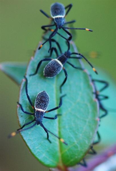 Know what these bugs are (Medium).JPG