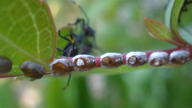 These are the eggs after hatching (Medium).jpg