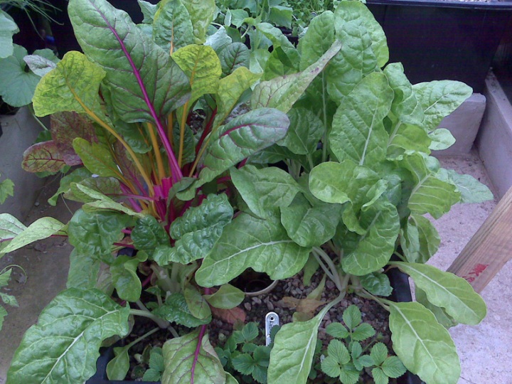 spinach and strawberries.jpg