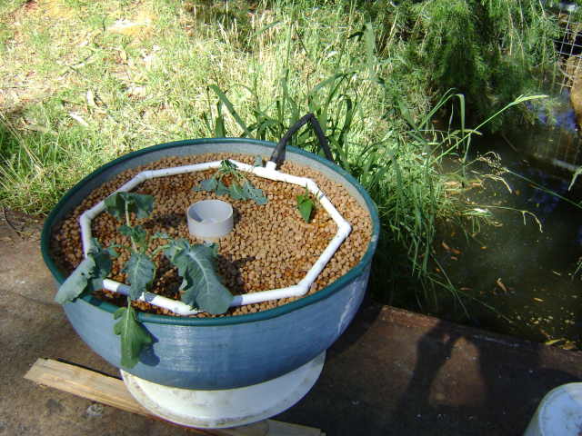 Aquaponics 04.jpg