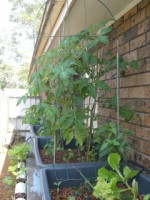 CIMG1322 [320x200].JPG