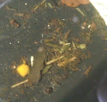 aquaponics update 7-1-09 002.JPG