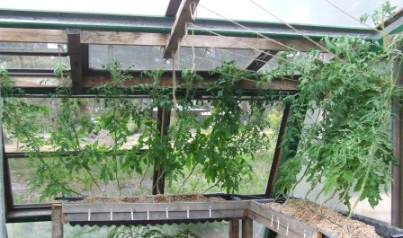 aquaponics update 7-1-09 003.JPG