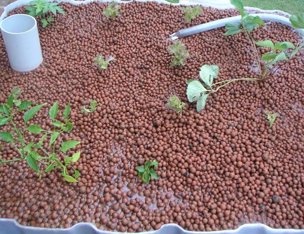 water level too high.JPG