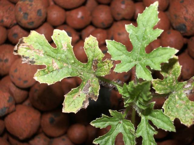 Jan 2009 Leaf Burn.jpg