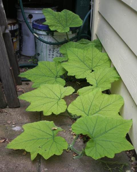 Jan 2009 Good Growth.jpg