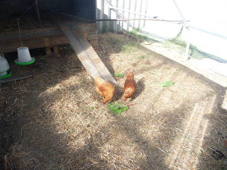 Chooks Like some silverbeet jan09.jpg