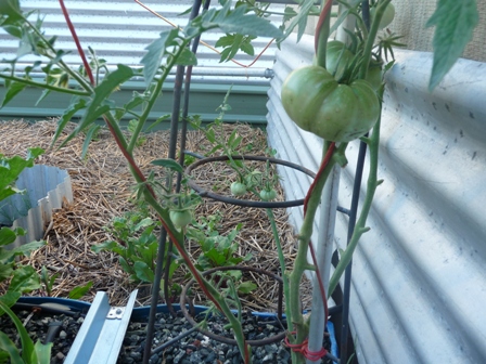 jan09 Tomato.jpg