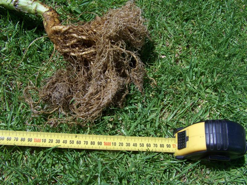 101_2159 (Medium).JPG