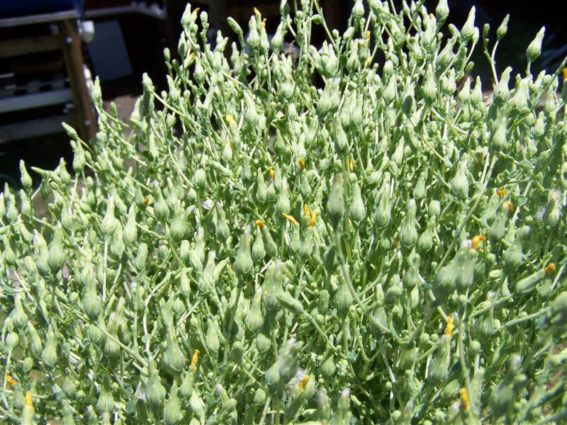 101_2161 (Medium).JPG