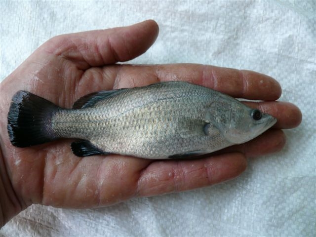 BAYP 26.10.08 009(ss).JPG