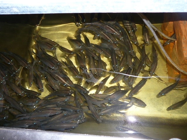 barra 30.11.06 003.jpg