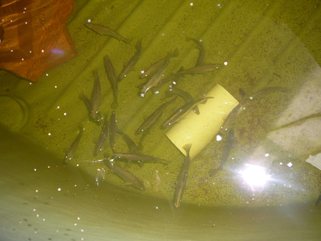 barra 30.11.06 002.jpg