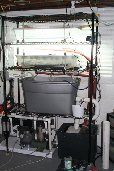 Day 01 Aquaponics 11 Jan 2009 resz .jpg
