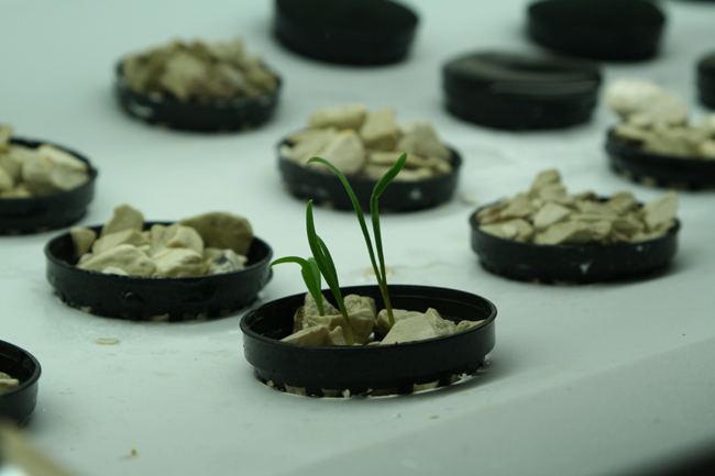 02 spinach after 4-days resz.jpg