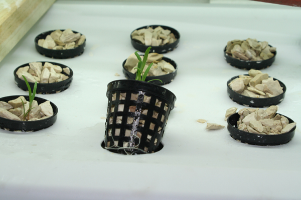 03 spinach after 4-days showing roots rez.jpg