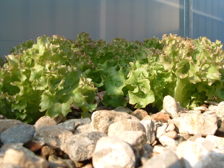 lettuce2.JPG