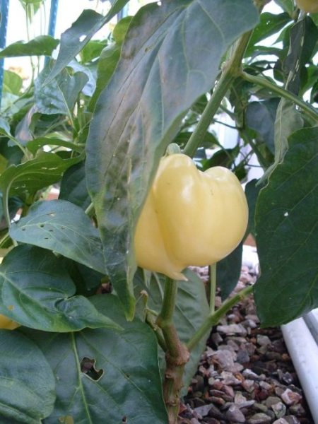 capsicum.JPG