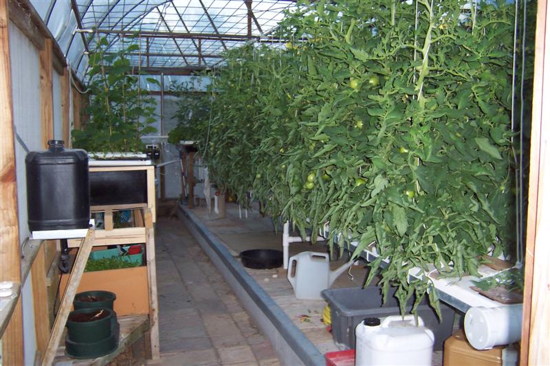 tommies in nft (Medium).JPG