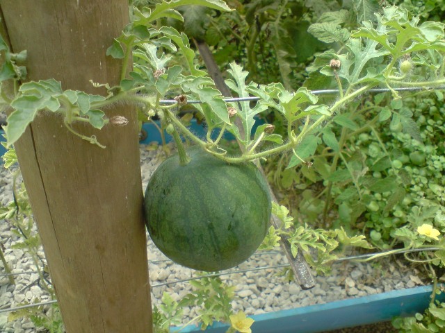 melon.jpg
