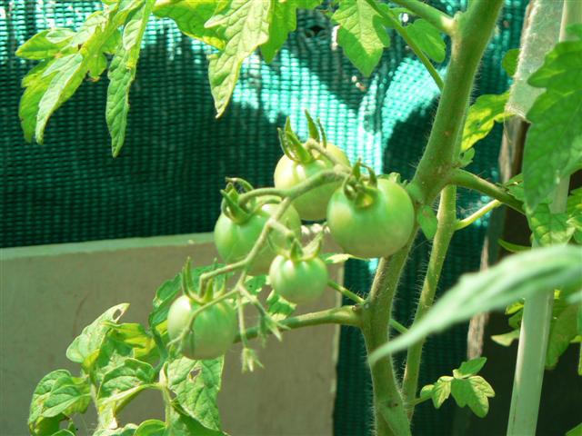 Mini-system #1 006 (Small).jpg