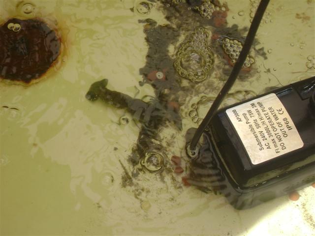 january 09 002 (Small).jpg