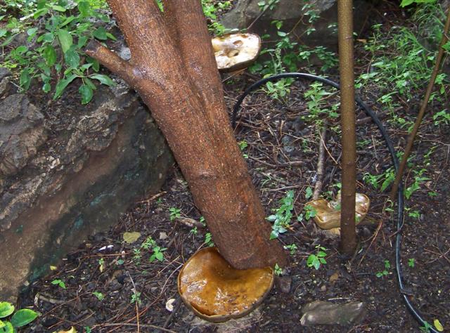 100_1853-1 (Small).JPG