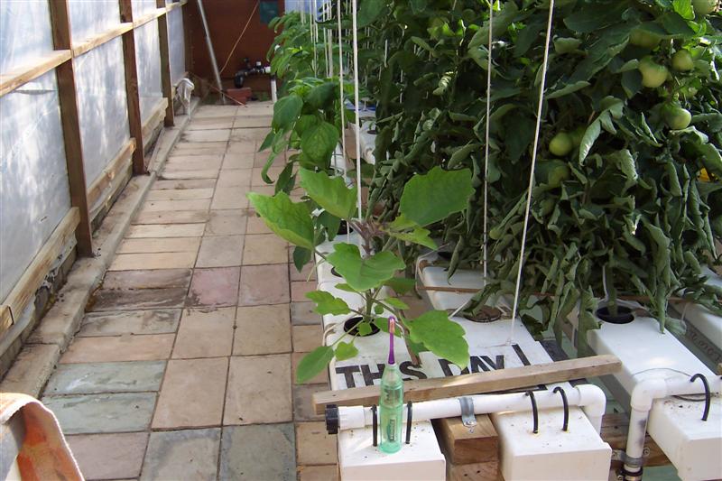 Capicums in hydro nft & toothbrush (Medium).JPG