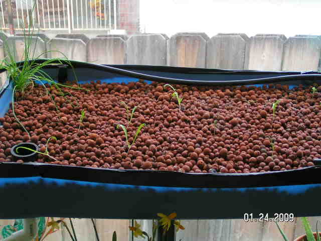 2009-01-24 5.5g GB.JPG