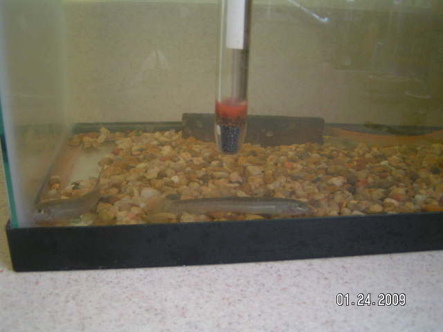 2009-01-24 5.5g weatherloachesx2.JPG