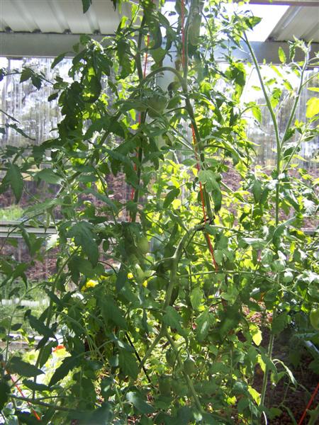 100_2241 (Medium).JPG