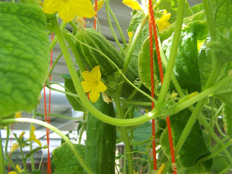 100_2249 (Medium).JPG