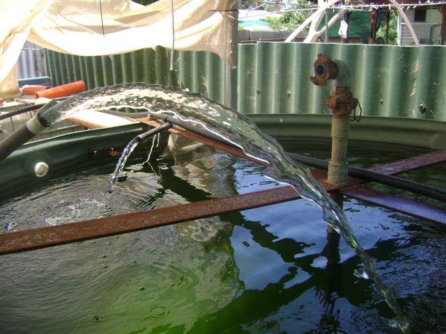 25 january 09 001 (Small).jpg