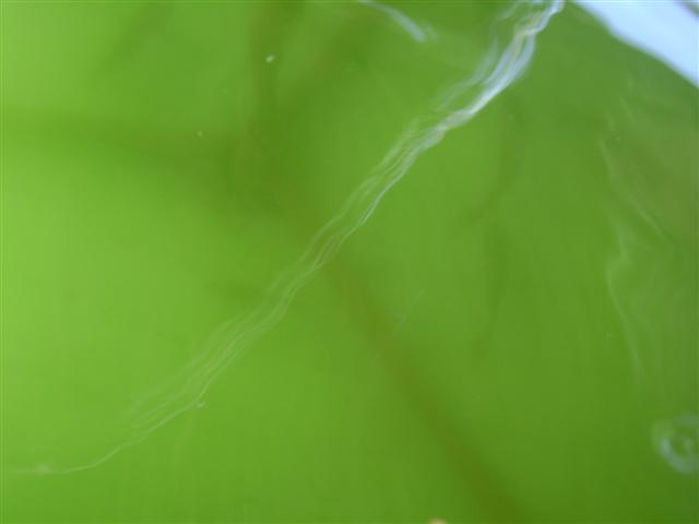 25 january 09 002 (Small).jpg