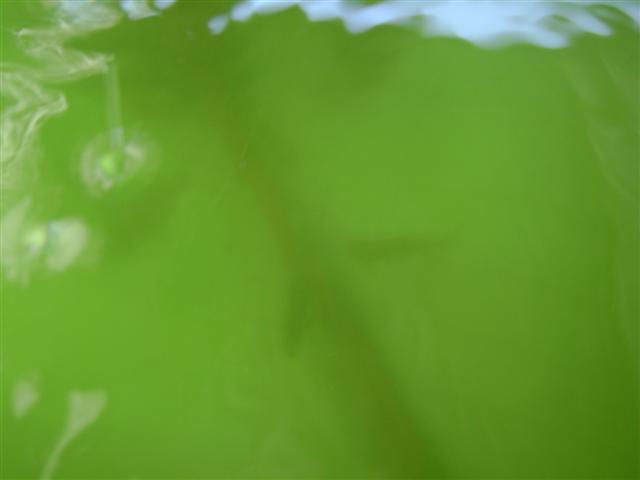 25 january 09 003 (Small).jpg