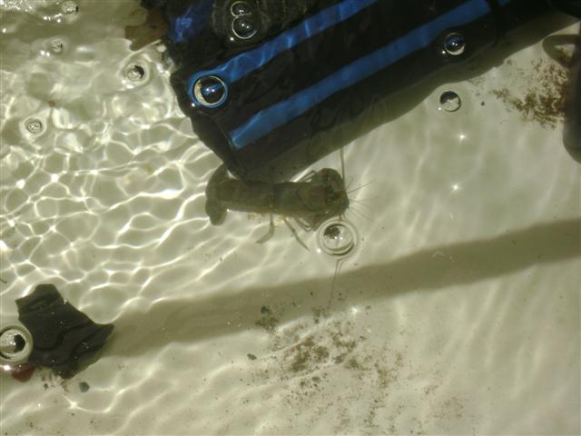 25 january 09 006 (Small).jpg