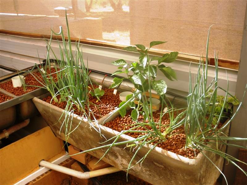 concrete growbed.JPG