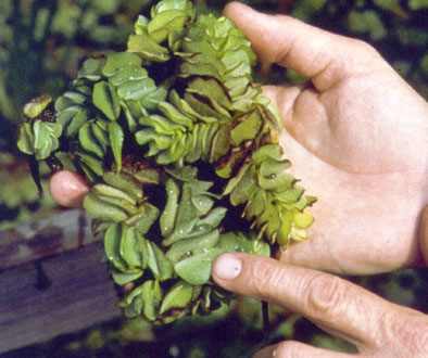 mature salvinia.jpg