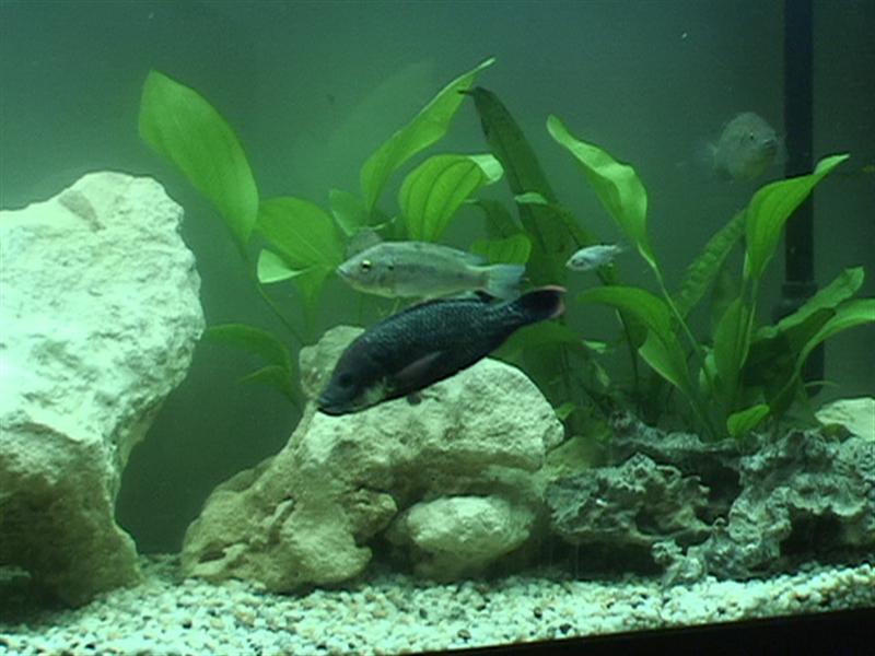 DSC00060 (Medium).JPG