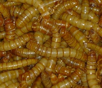 GiantMealworms-1.jpg