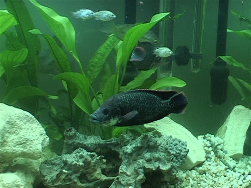 DSC00055 (Medium).JPG