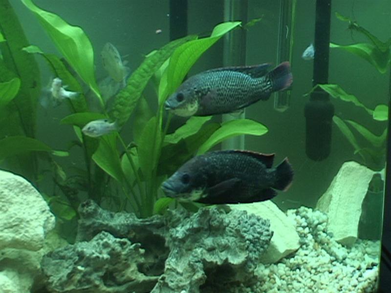 DSC00054 (Medium).JPG